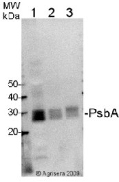 Goat anti-Chicken IgY (H&L), HRP conjugated in the group Secondary Antibodies / Anti-Chicken / HRP (horse radish peroxidase) at Agrisera AB (Antibodies for research) (AS09 603)